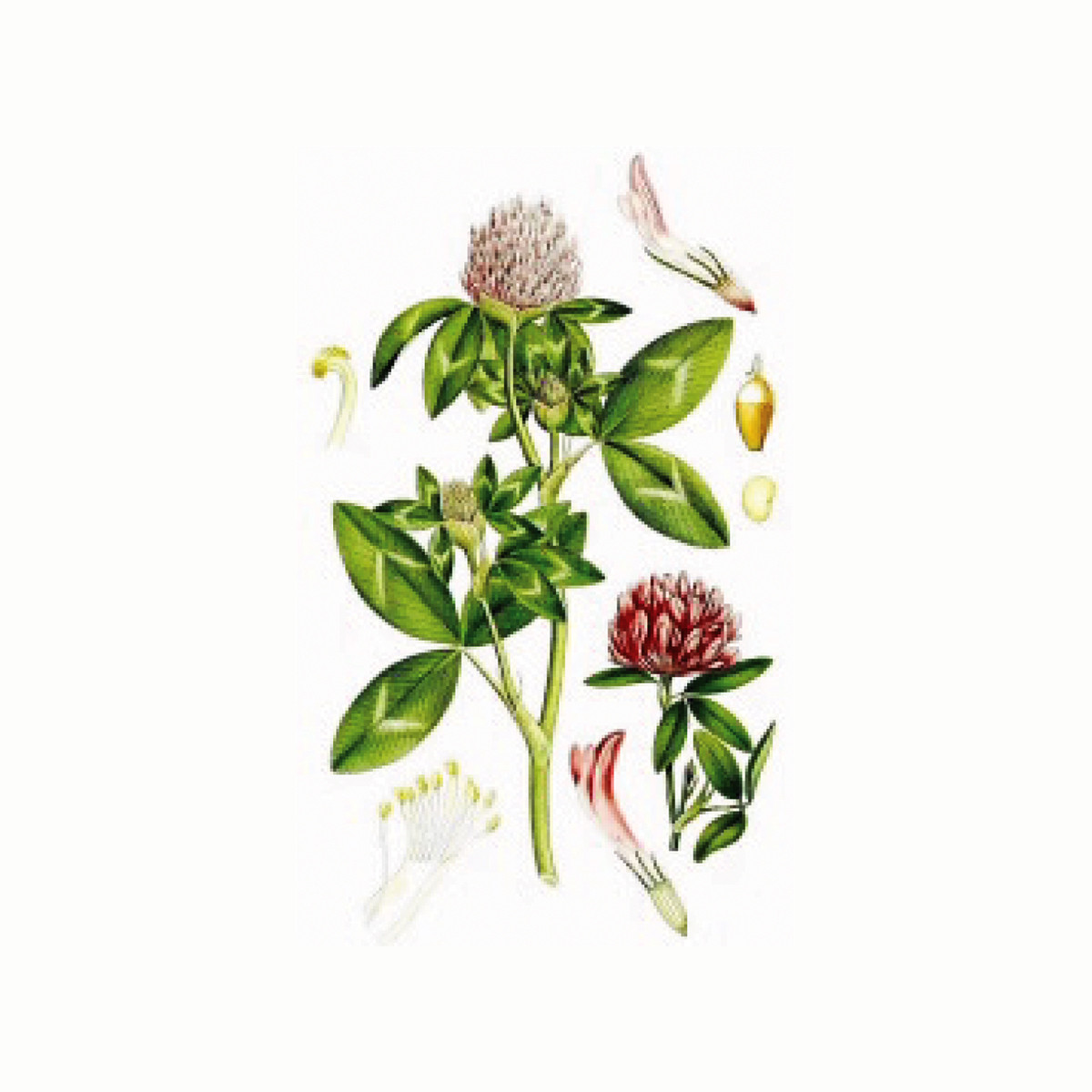 Crvena detelina (Trifolium pratense), 100g 