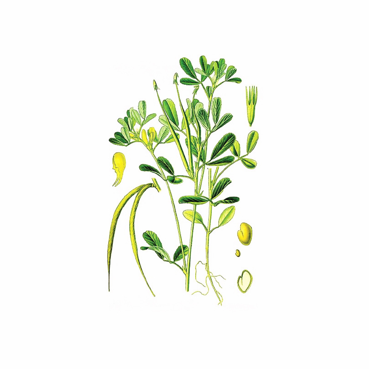 Grčko seme – Piskavica (Trigonella foenum graecum), 100g 