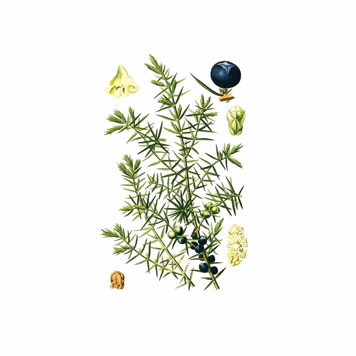 Kleka (Juniperus communis), 100g 