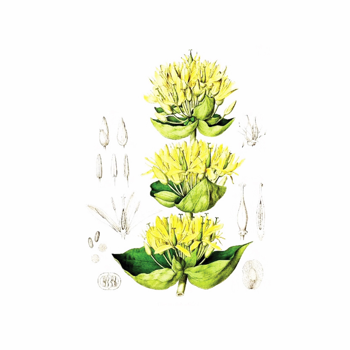 Lincura (Gentiana lutea), 100g 