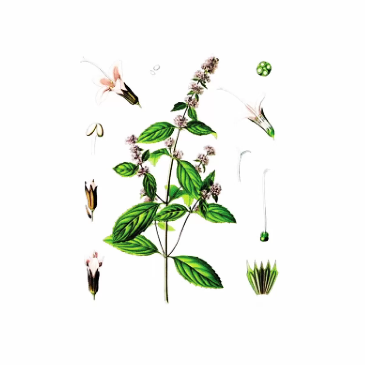 Nana (Mentha piperita), 100g 