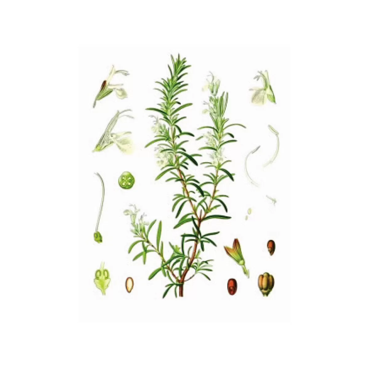 Ruzmarin (Rosmarinus officinalis), 100g 