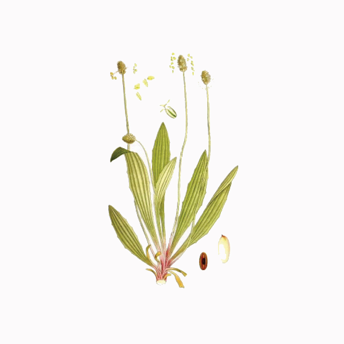 Bokvica uskolisna (Plantago lanceolata), 100g 