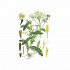 Hajdučka trava (Achillea millefolium), 100g 