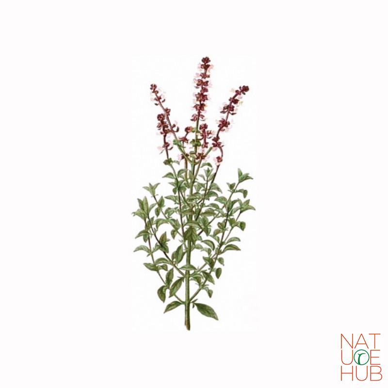 Bosiljak čaj (Ocimum basilicum), 100g 