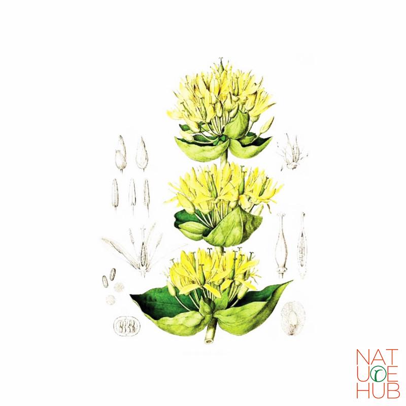 Lincura (Gentiana lutea), 100g 